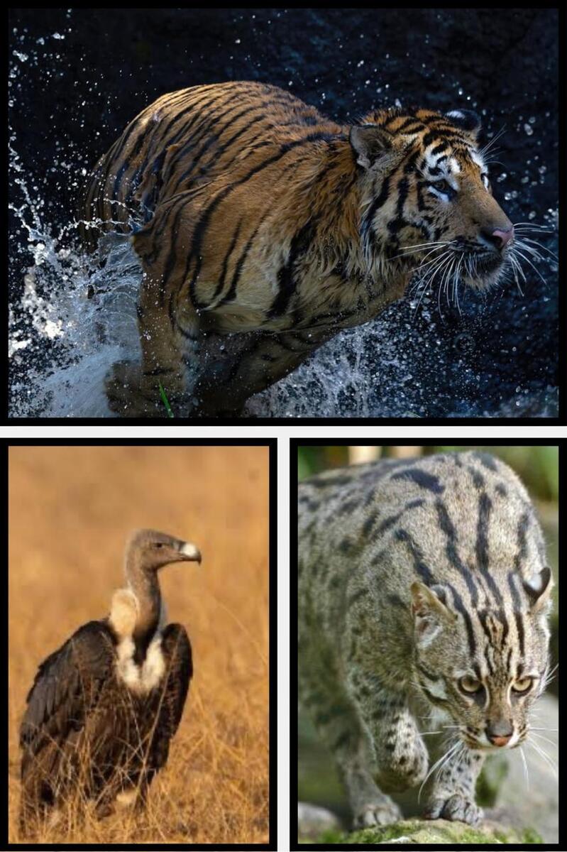 Rare and Endangered Species of Ramgarh Vishdhari Tiger Reserve