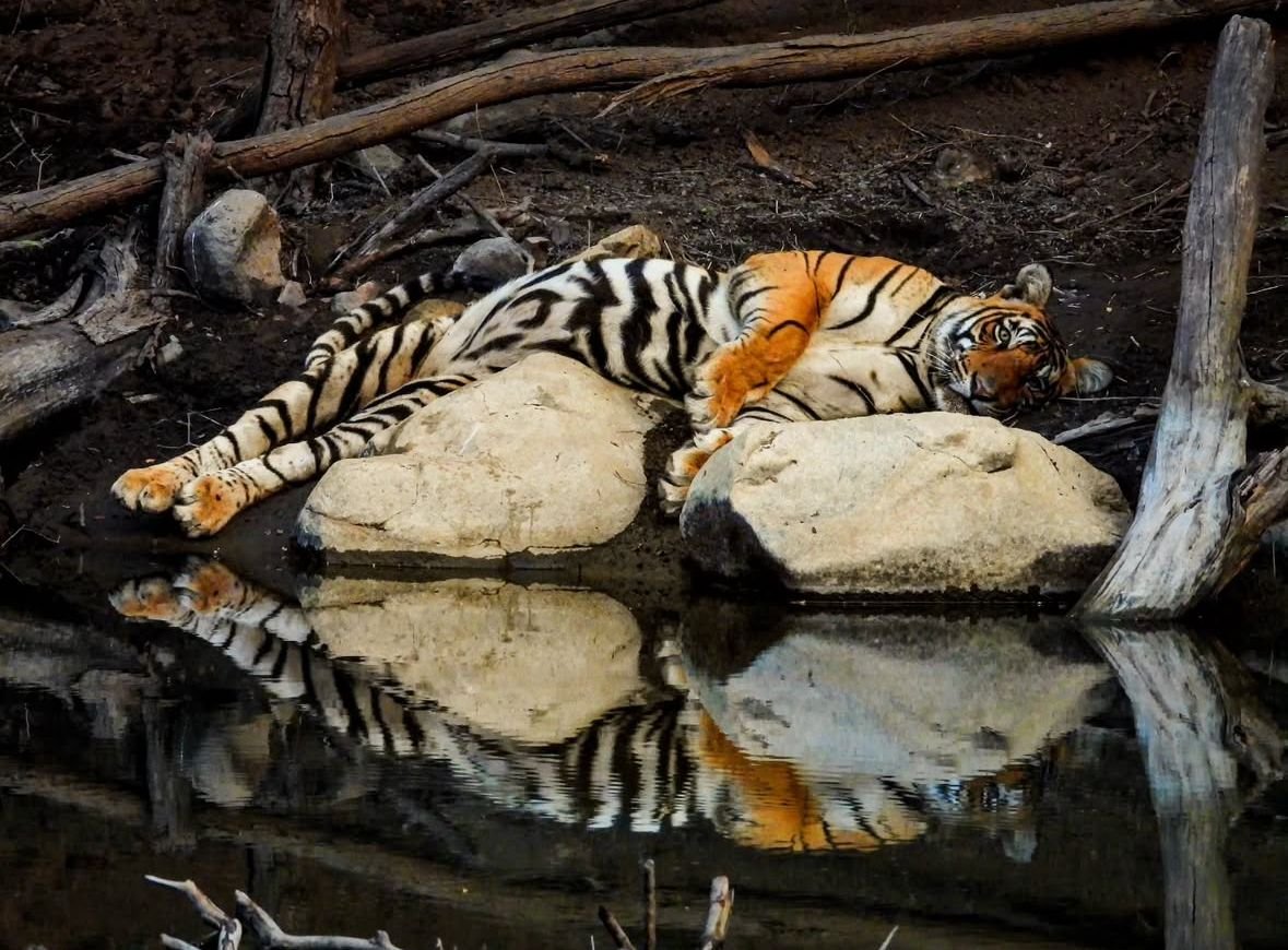 Gallery Ramgarh Vishdhari Tiger Reserve