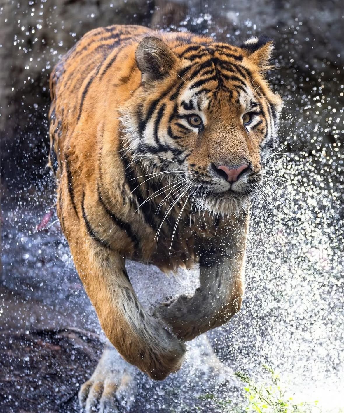 Gallery Ramgarh Vishdhari Tiger Reserve
