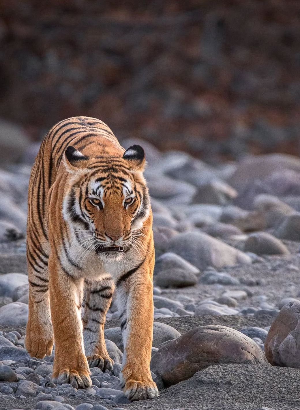 Gallery Ramgarh Vishdhari Tiger Reserve