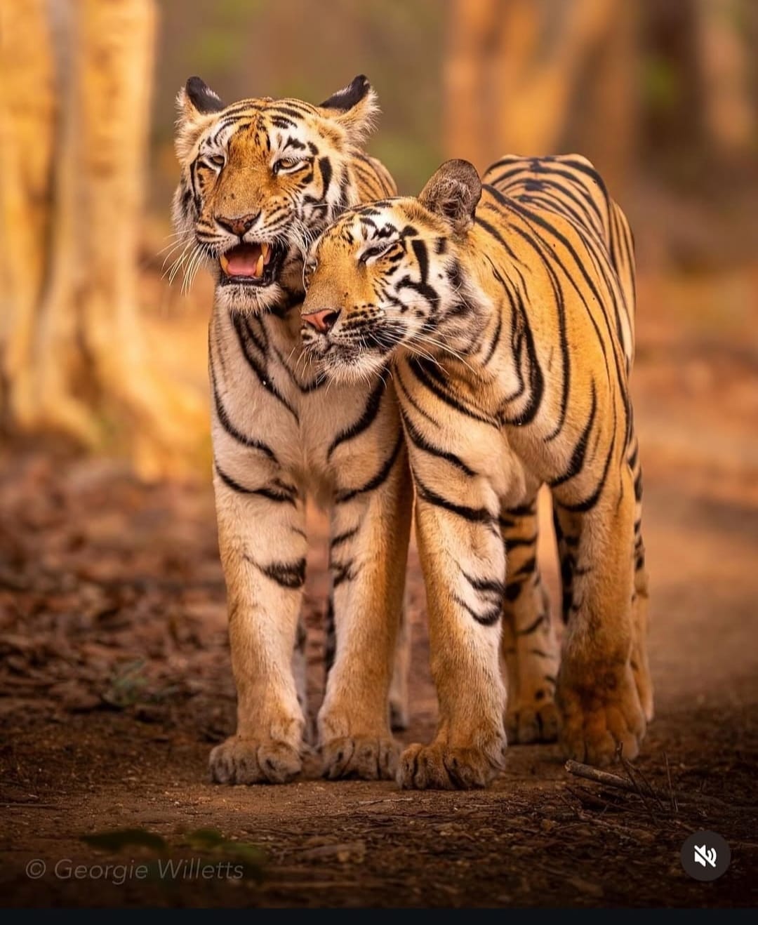 Wildlife + Culture Private Escape (Premium Mid-Range)